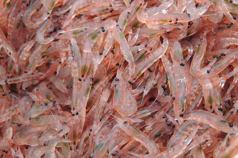 ¿Qué es el aceite de Krill? Propiedades y beneficios