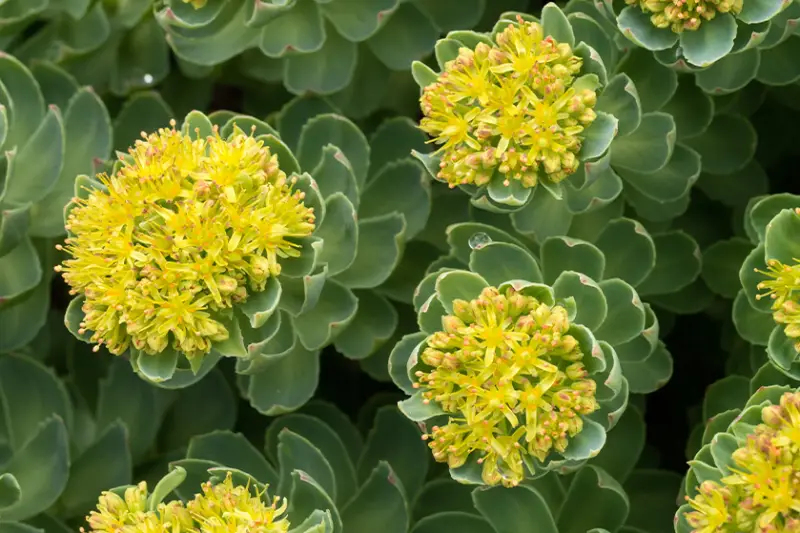 ¿La rhodiola sirve para la ansiedad?